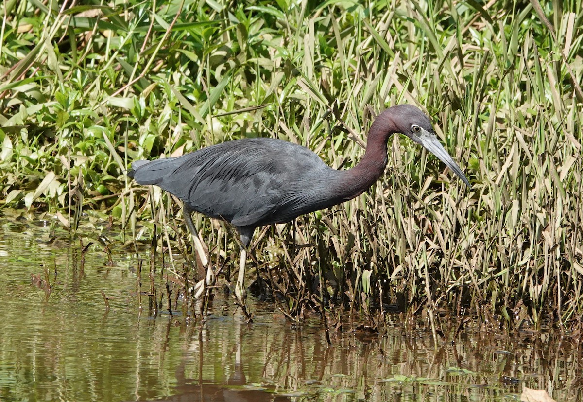 volavka modrošedá - ML647136139