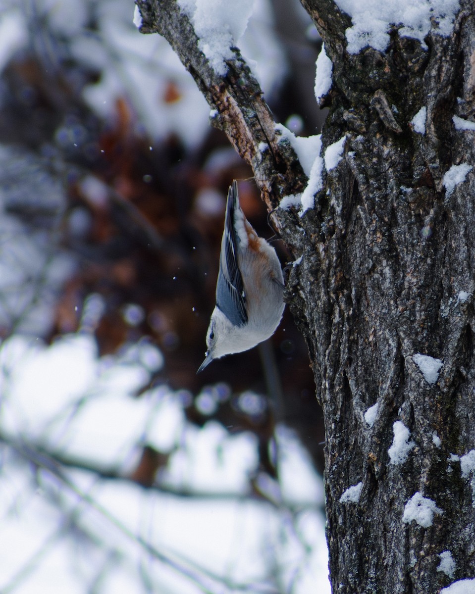 White-breasted Nuthatch - ML647136141
