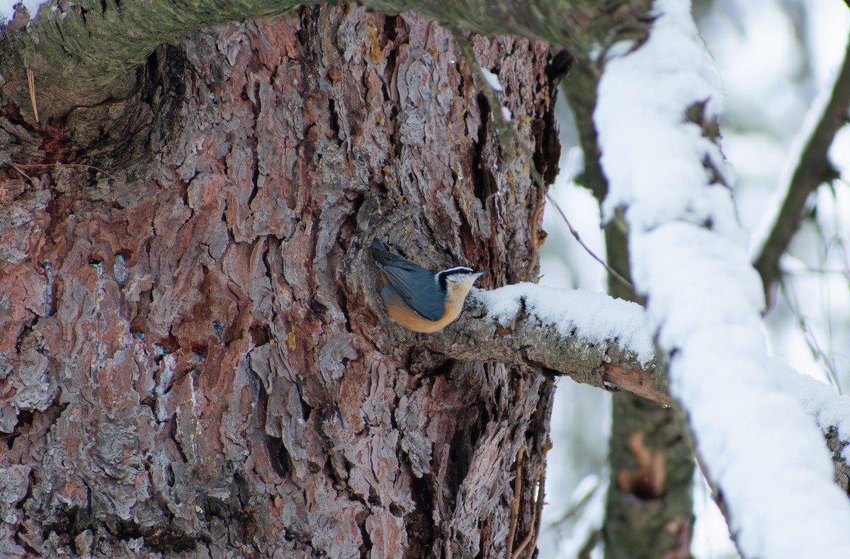 Red-breasted Nuthatch - ML647136146