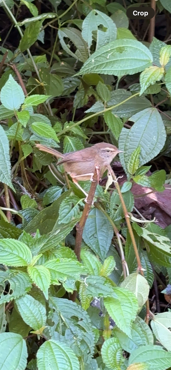 Olivseidensänger (Sundaseidensänger) - ML647136148