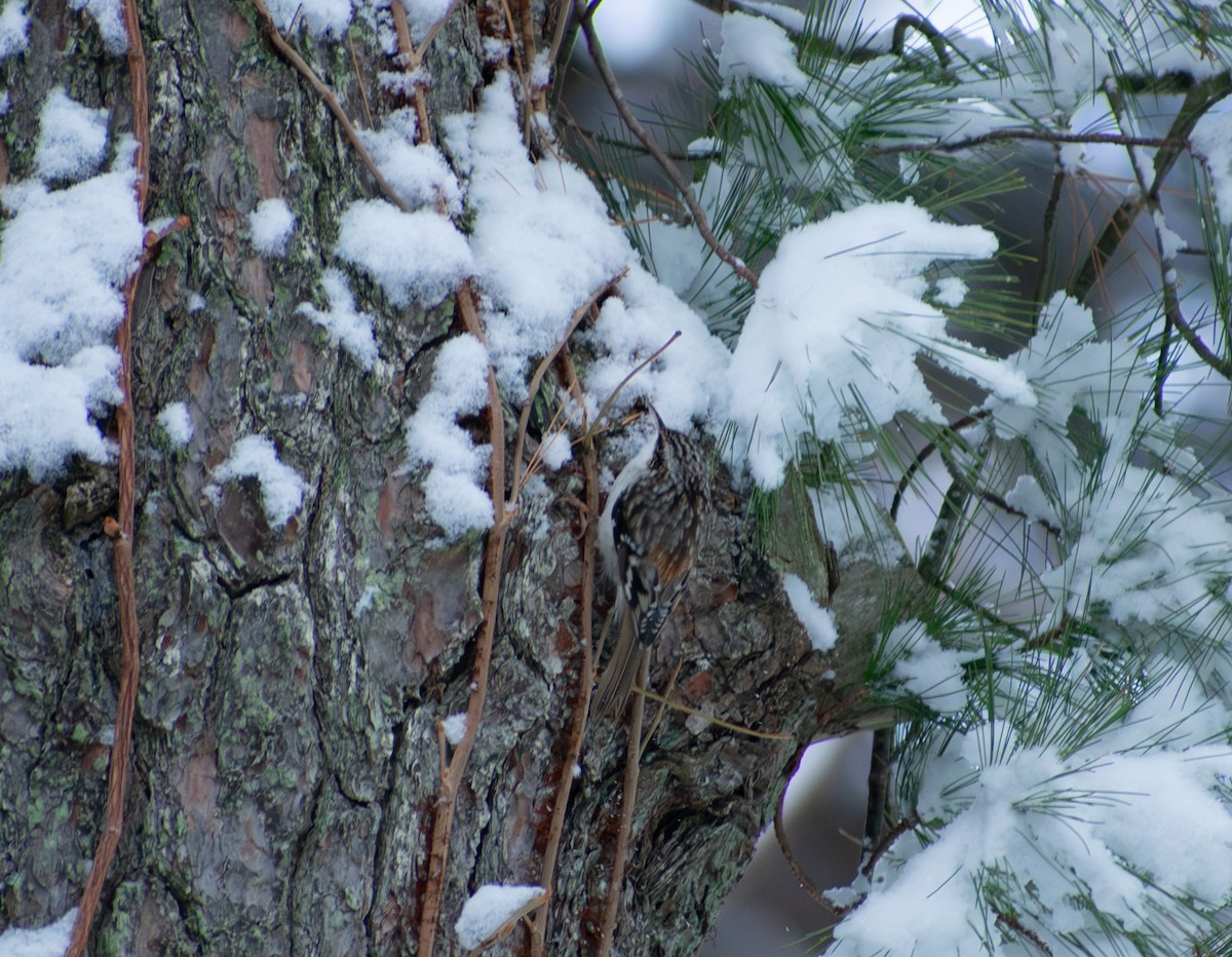 Brown Creeper - ML647136150