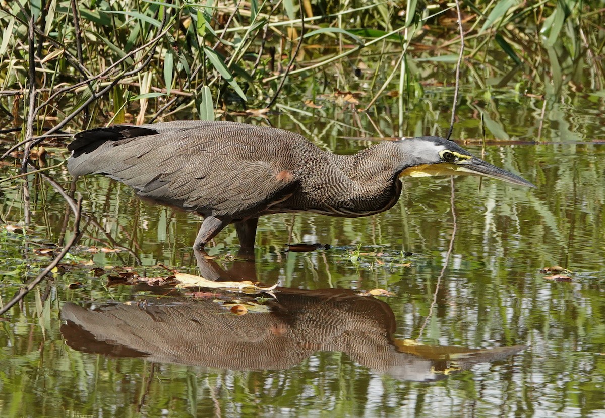 bukač středoamerický - ML647136151