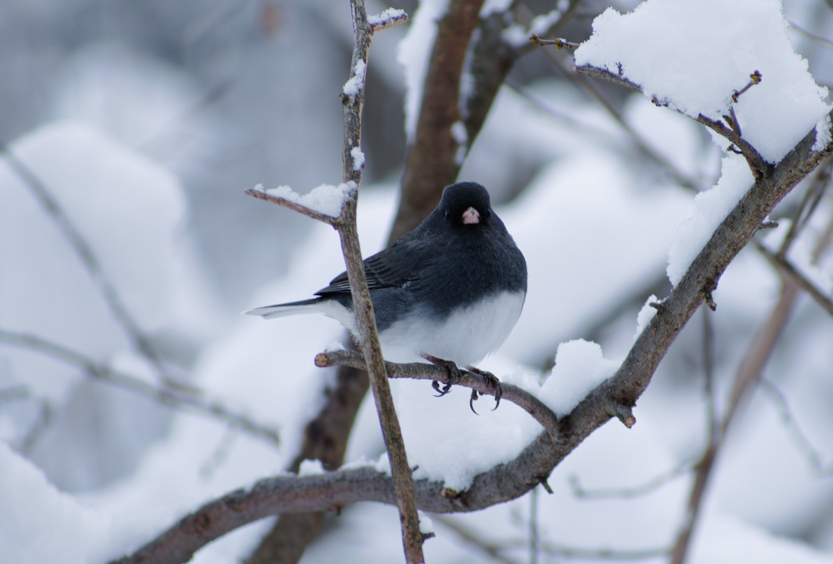 Dark-eyed Junco - ML647136156