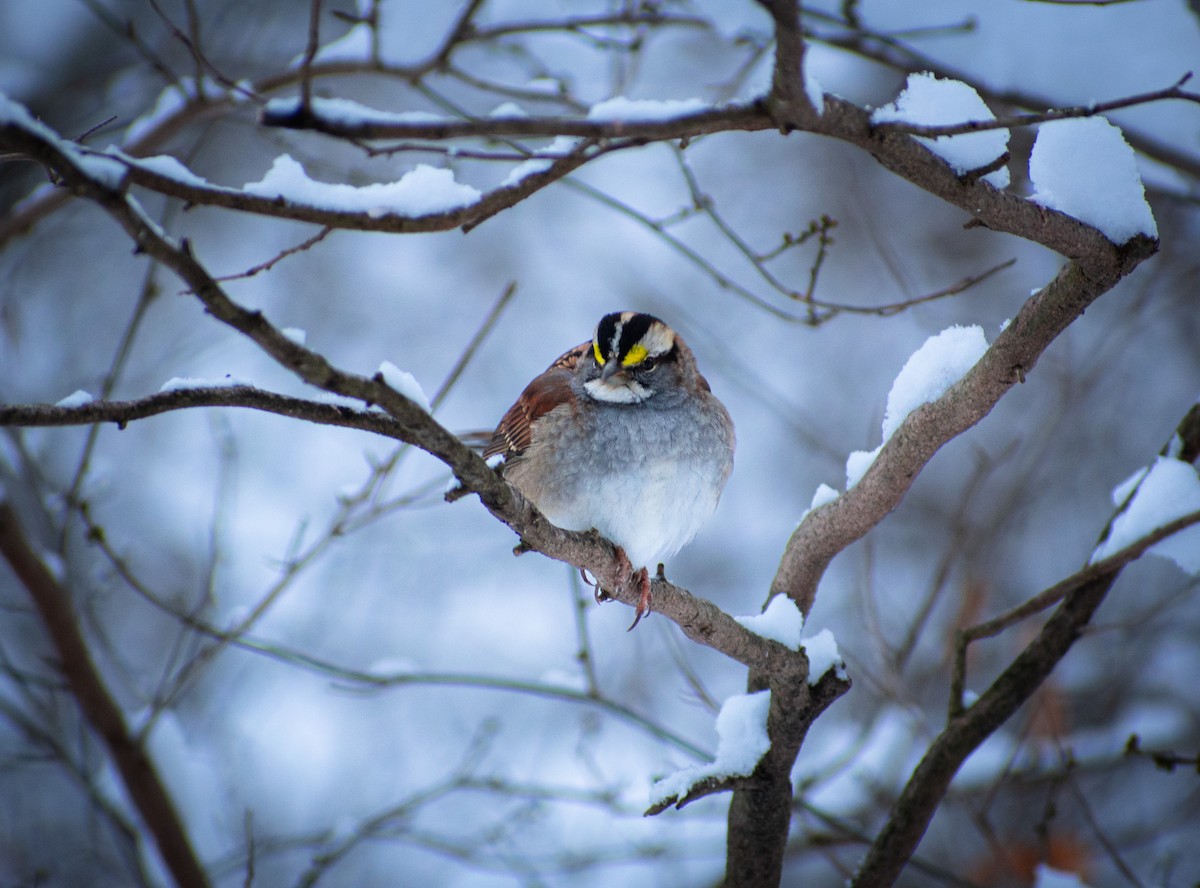 White-throated Sparrow - ML647136159