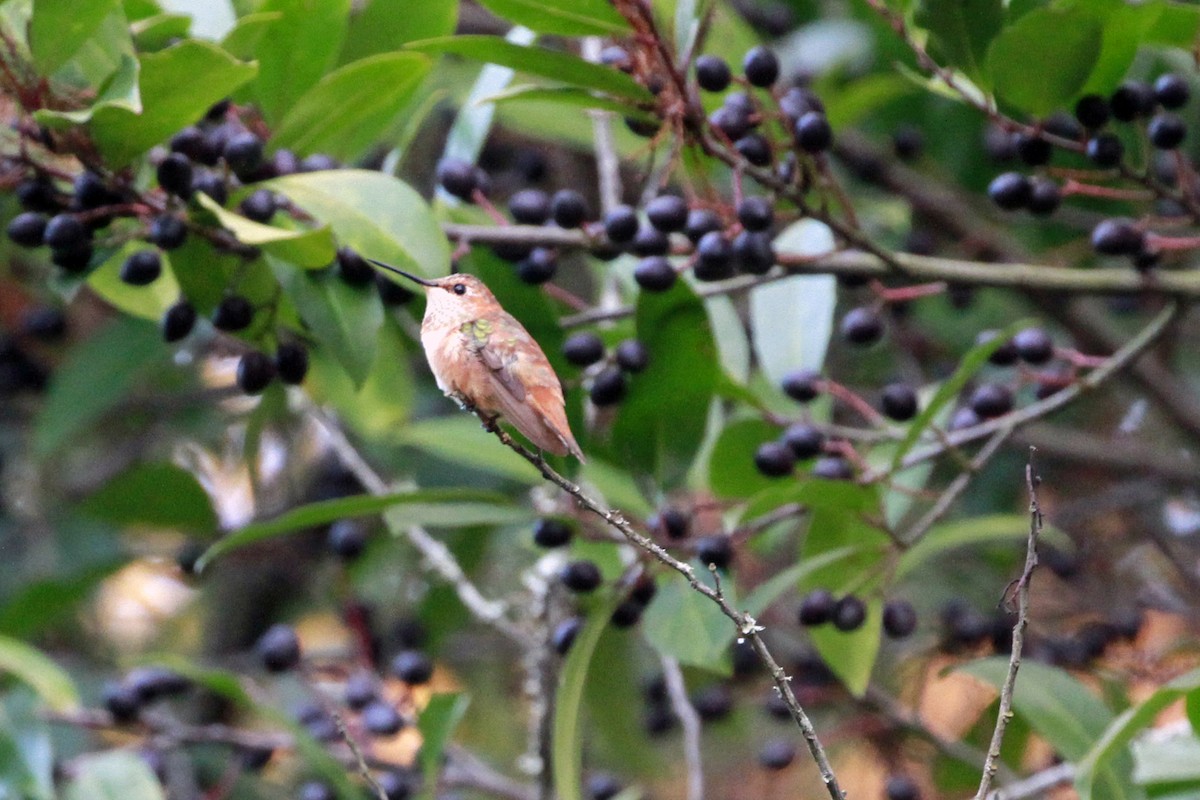 Rufous/Allen's Hummingbird - ML647136160