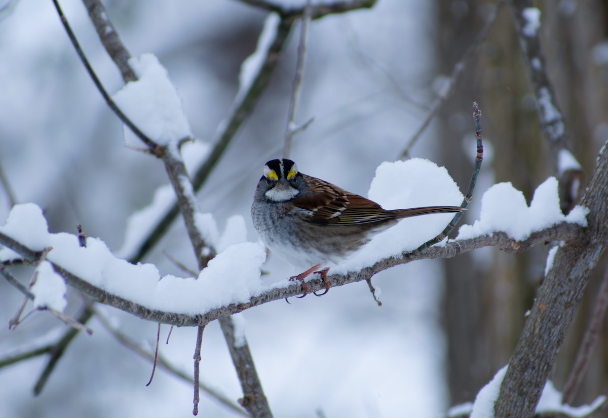 White-throated Sparrow - ML647136162