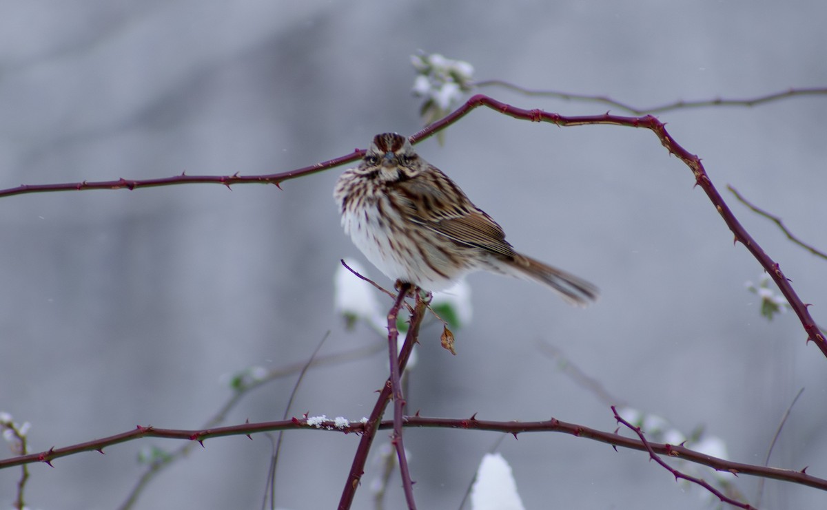 Song Sparrow - ML647136166