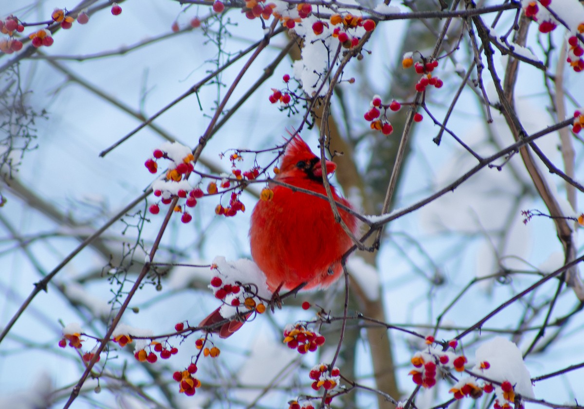 Northern Cardinal - ML647136167