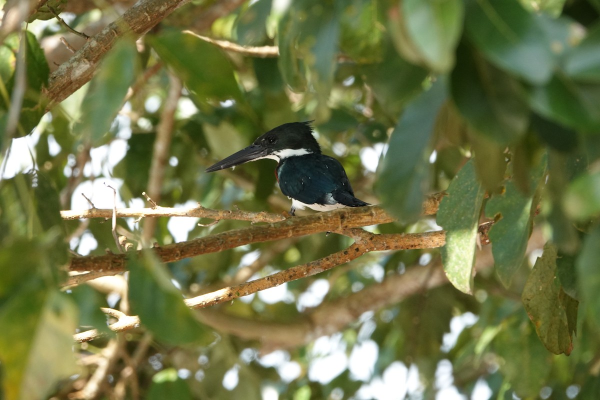 rybařík amazonský - ML647136168