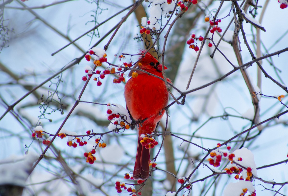 Northern Cardinal - ML647136171