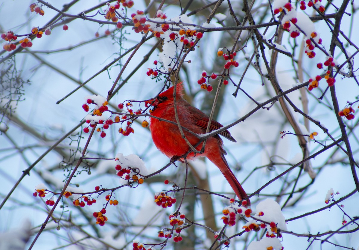 Northern Cardinal - ML647136173