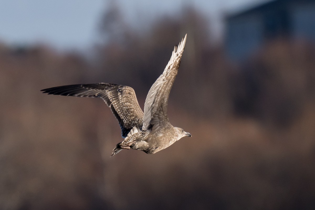 Kanadamöwe - ML647136175