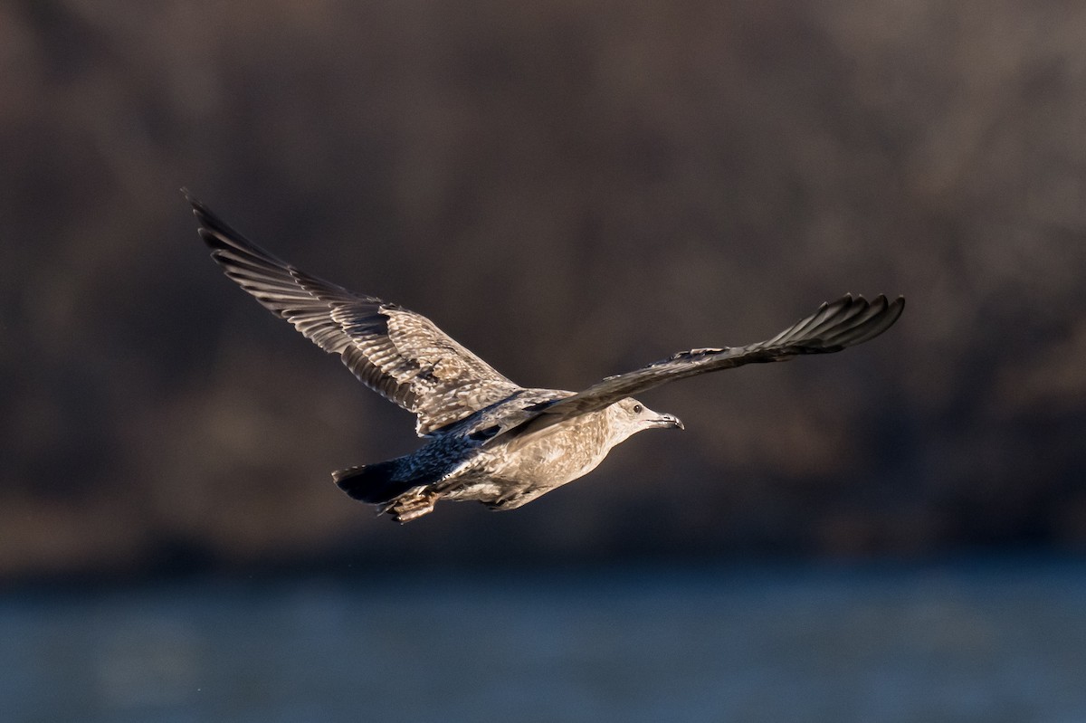 Kanadamöwe - ML647136176