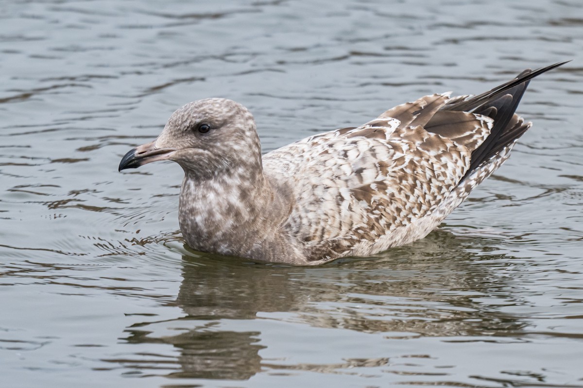 Kanadamöwe - ML647136177