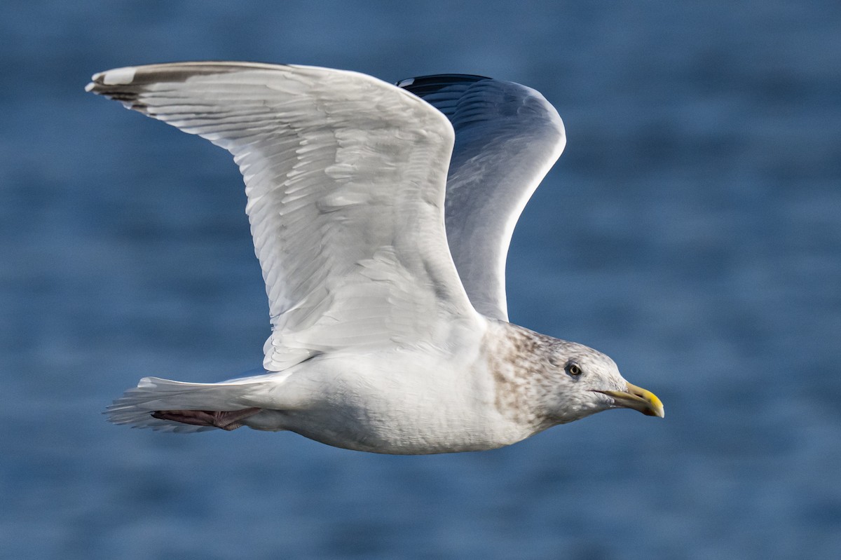 Kanadamöwe - ML647136178