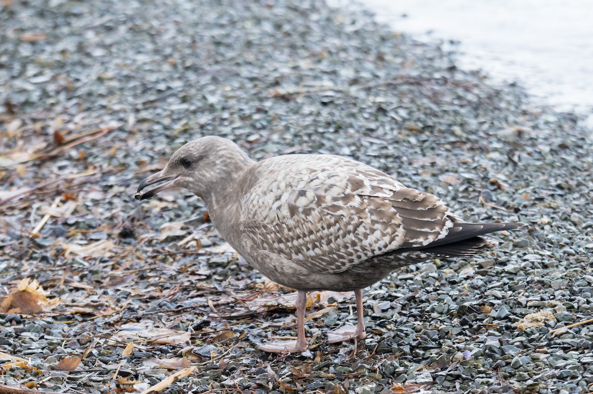 Kanadamöwe - ML647136179