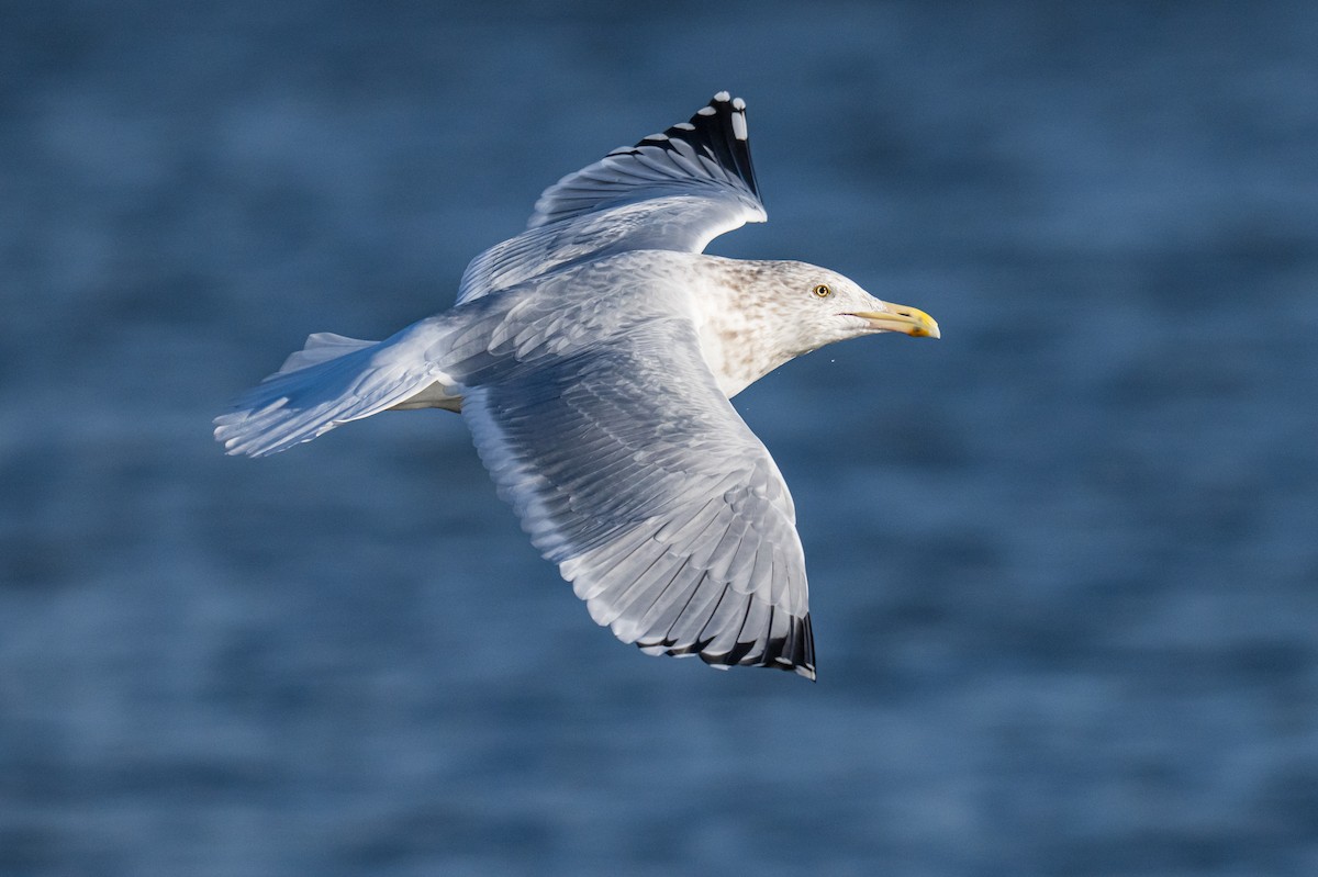 Kanadamöwe - ML647136180