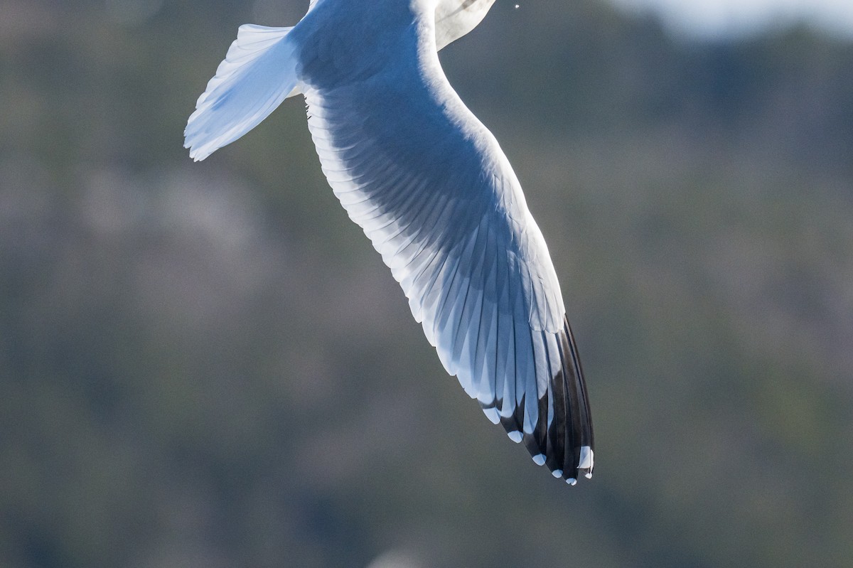 Kanadamöwe - ML647136181