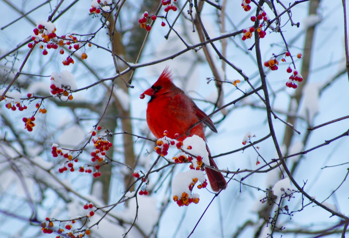 Northern Cardinal - ML647136182
