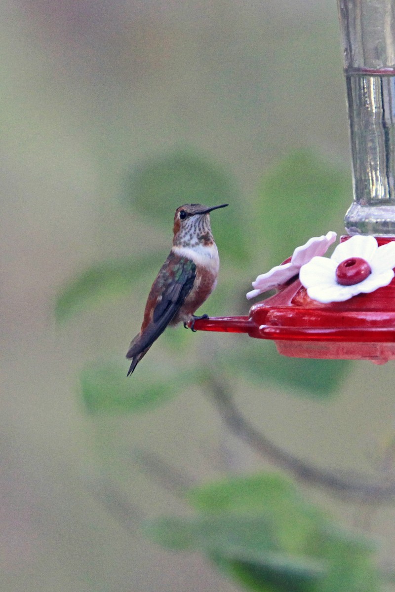 Rufous/Allen's Hummingbird - ML647136184