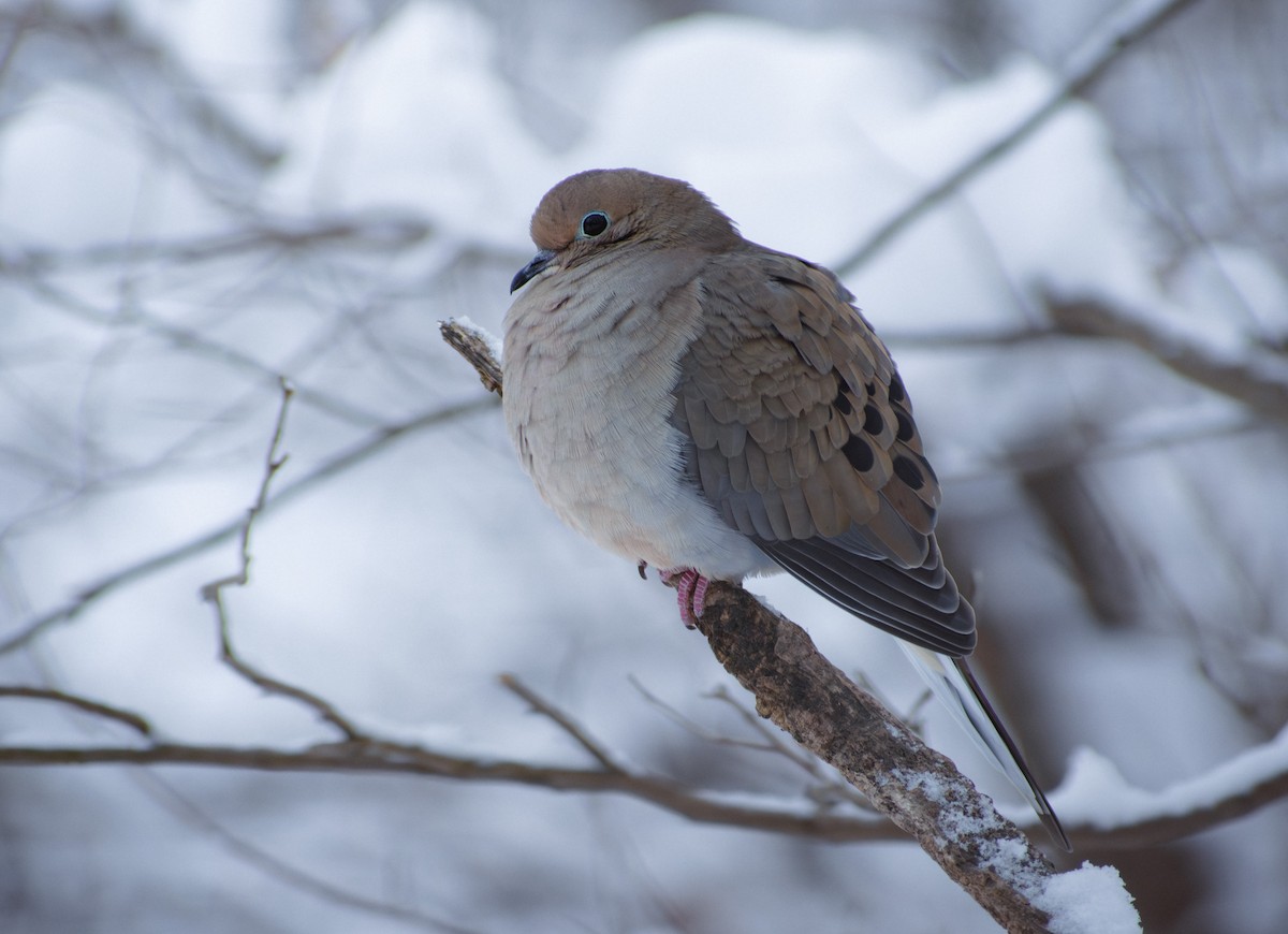 Mourning Dove - ML647136188