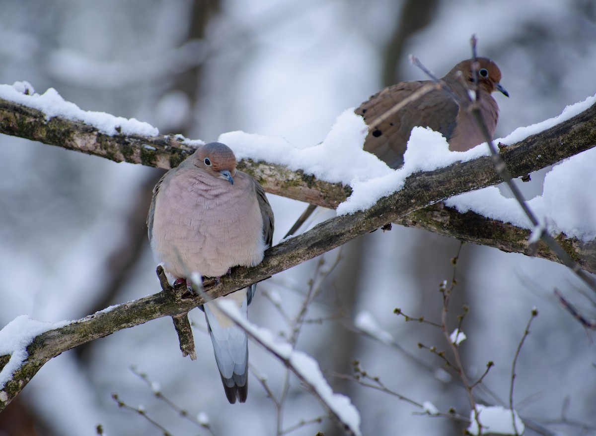 Mourning Dove - ML647136189