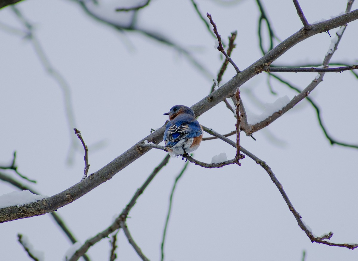 Eastern Bluebird - ML647136193