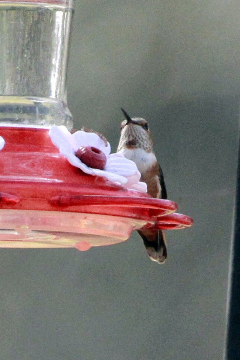 Rufous/Allen's Hummingbird - ML647136195