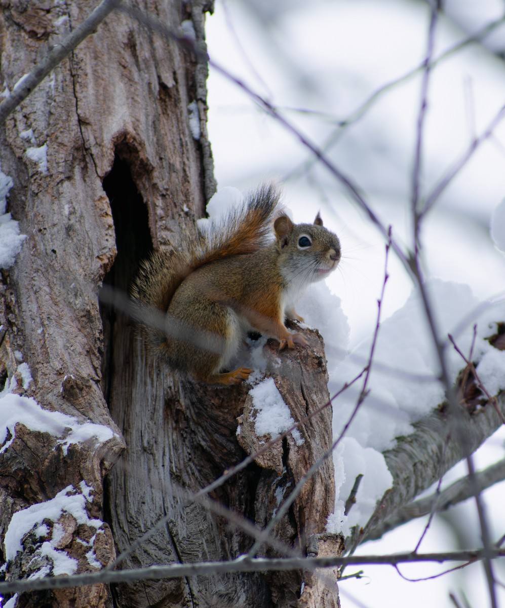 American Red Squirrel - ML647136201
