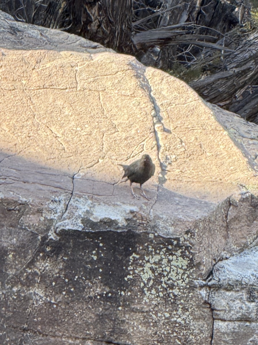 American Dipper - ML647136205