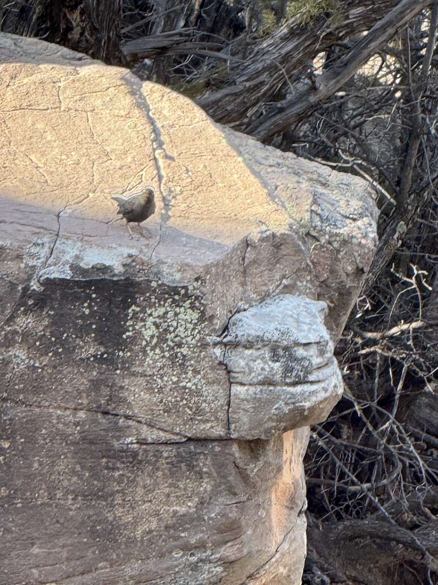 American Dipper - ML647136206