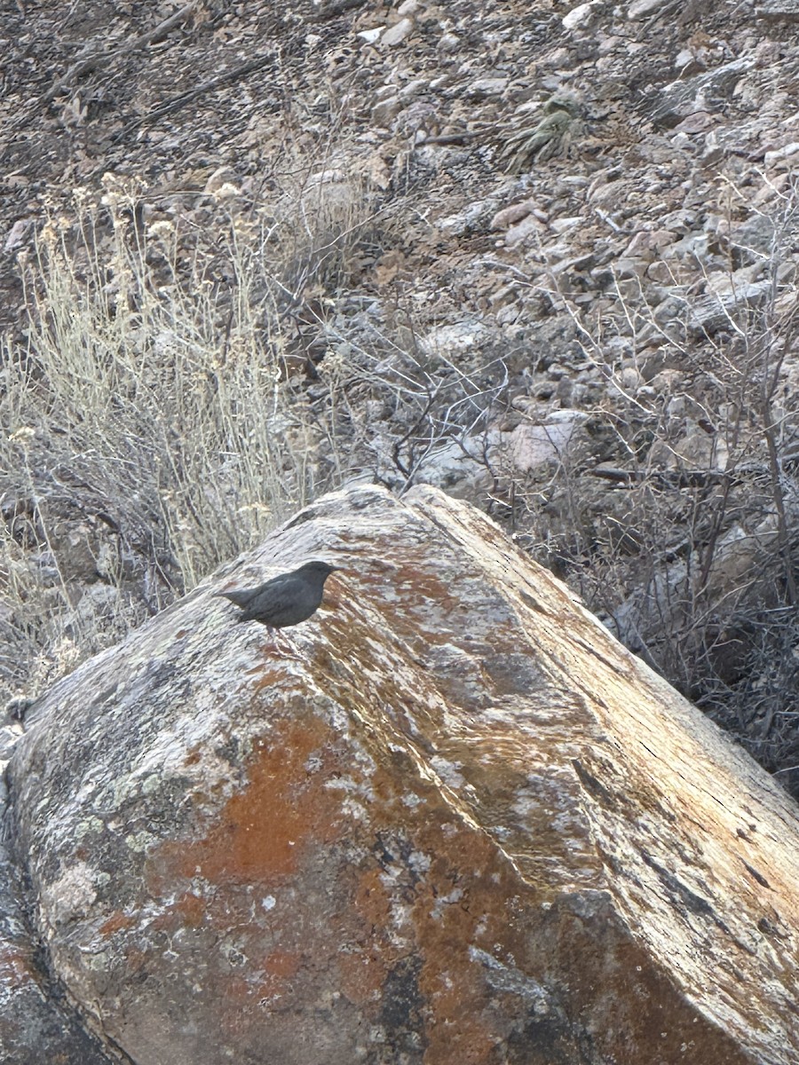 American Dipper - ML647136207