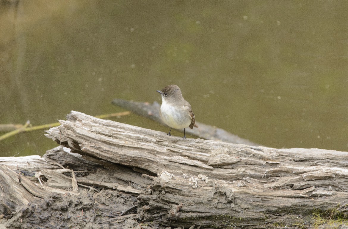 Eastern Phoebe - ML647136227