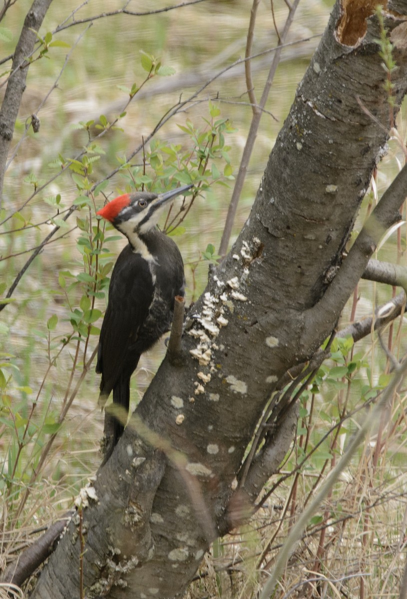 Pileated Woodpecker - ML647136230