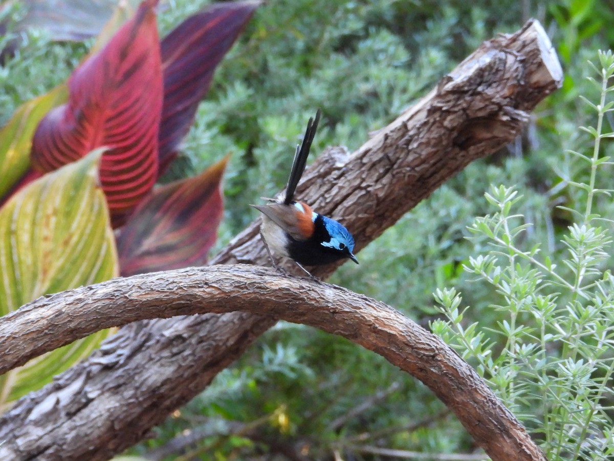 Red-winged Fairywren - ML647136231