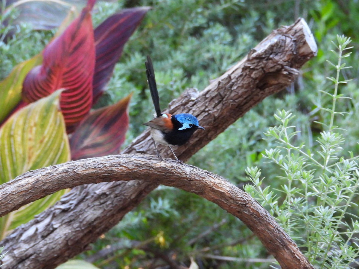 Red-winged Fairywren - ML647136232