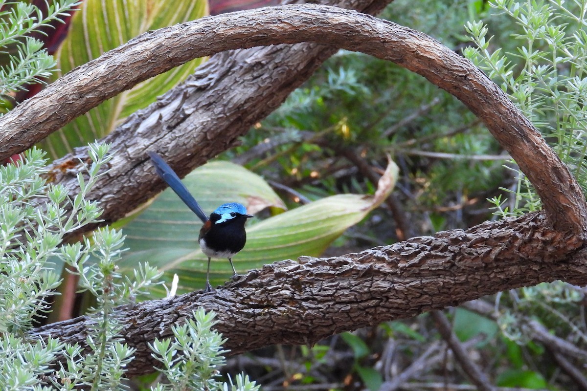 Red-winged Fairywren - ML647136233