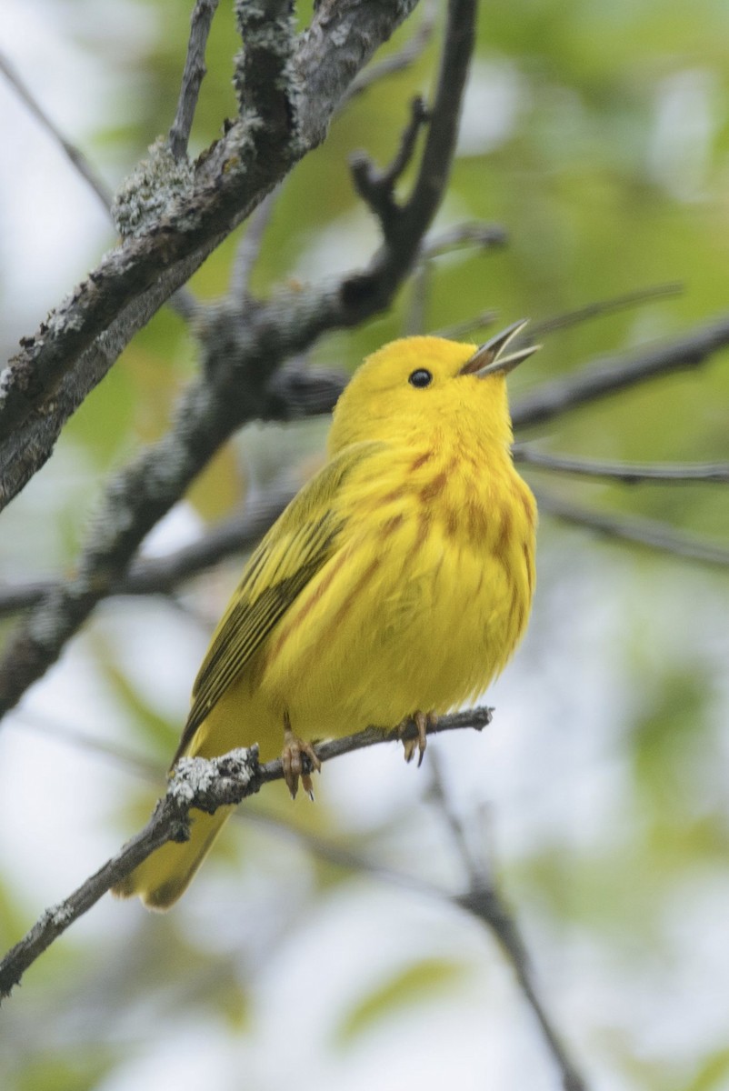 Northern Yellow Warbler - ML647136239
