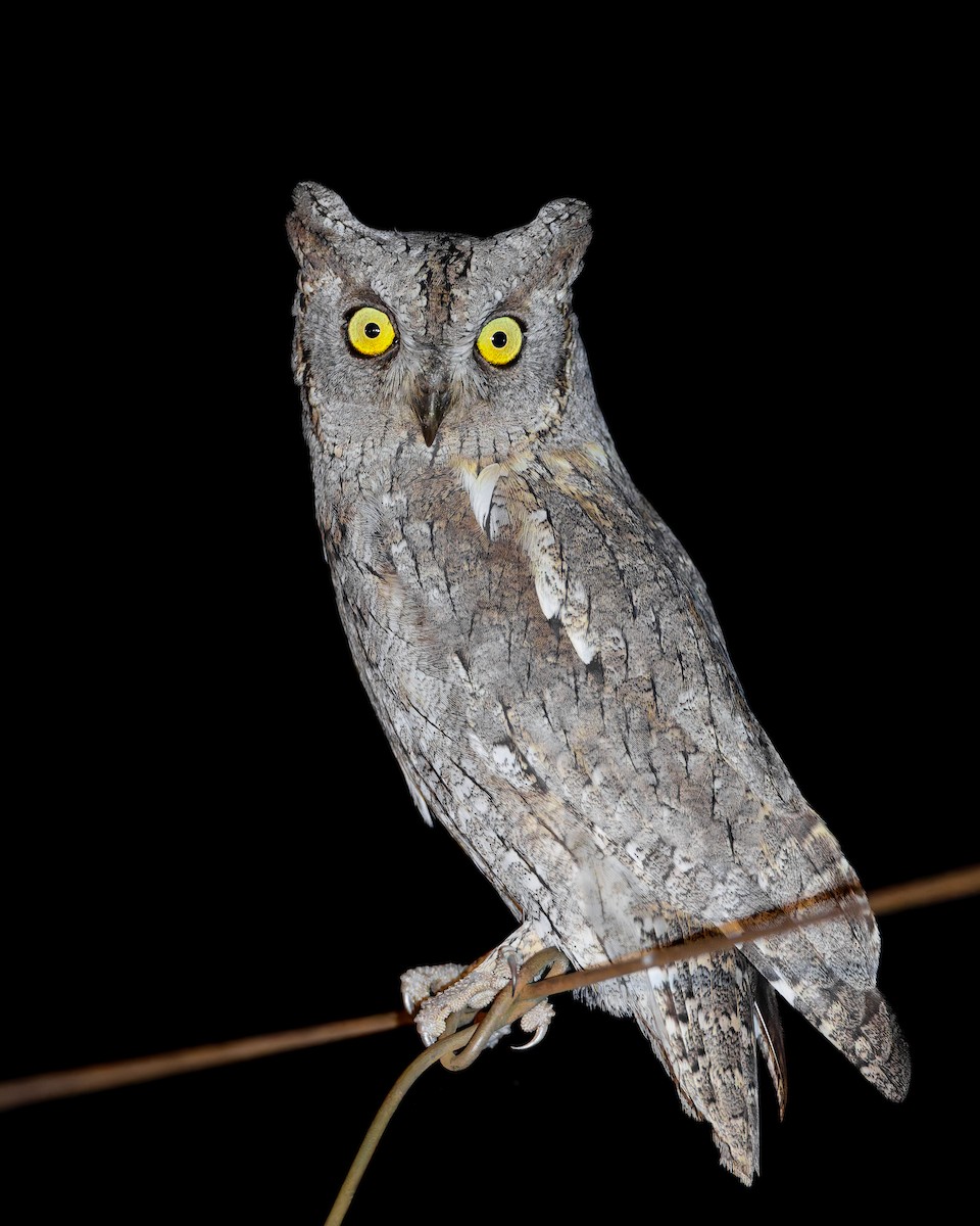 Eurasian Scops-Owl - ML647136247