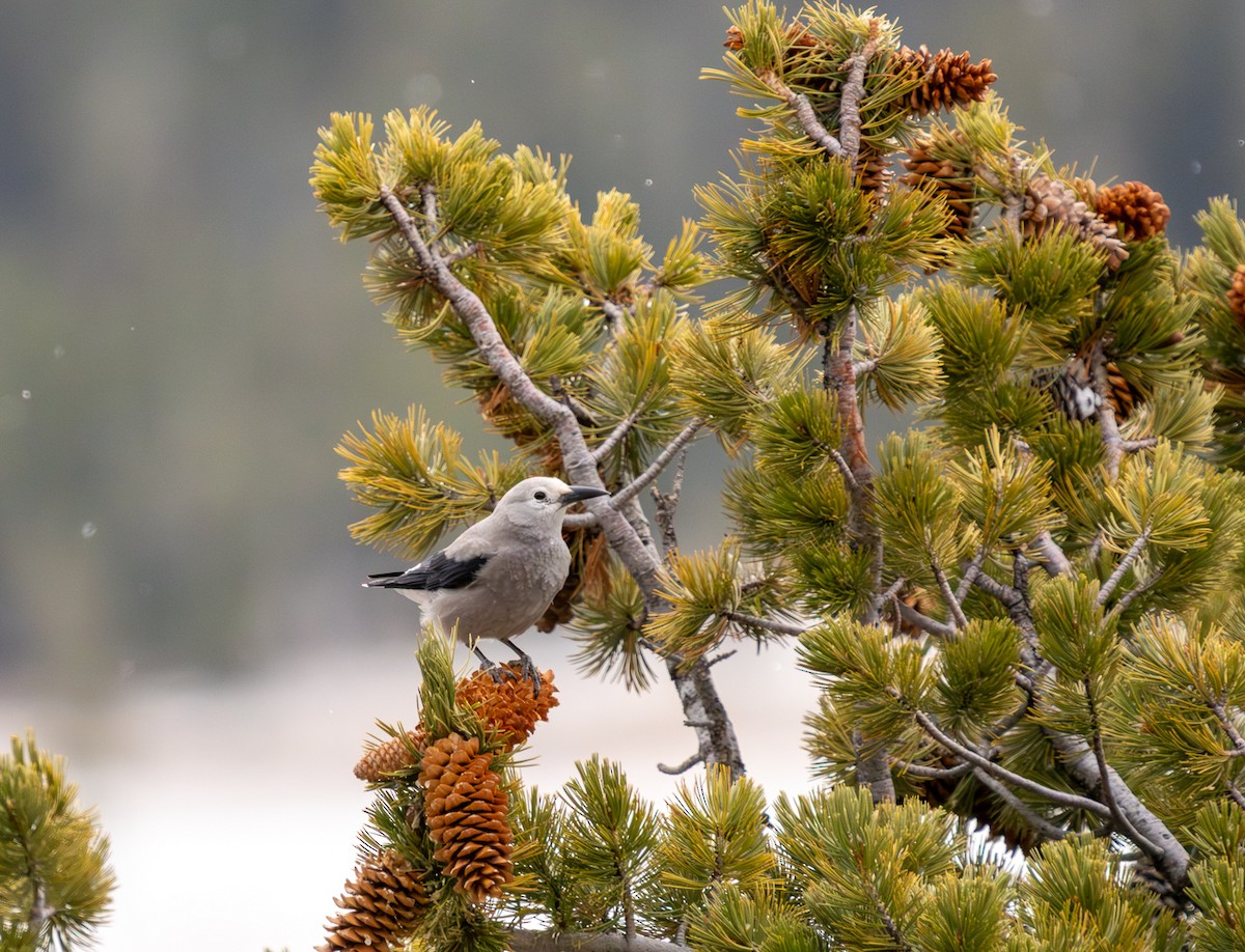 Clark's Nutcracker - ML647136255