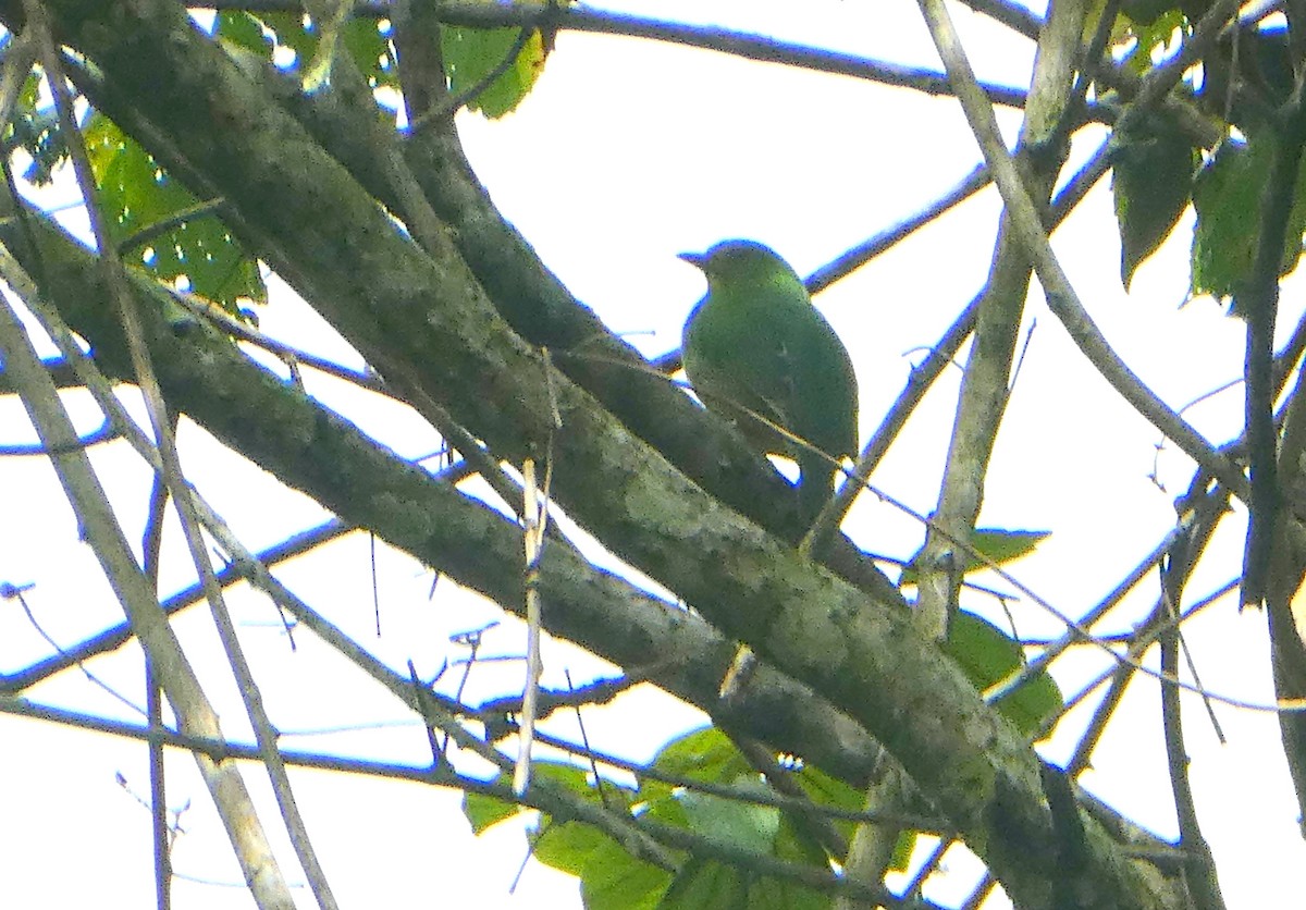 キムネミドリカザリドリ - ML647136256