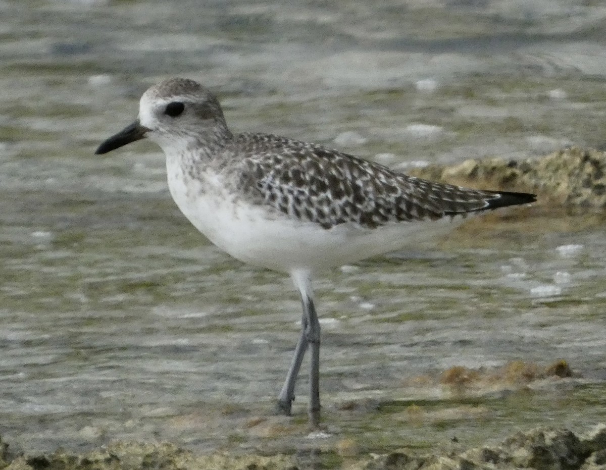 Black-bellied Plover - ML647136277