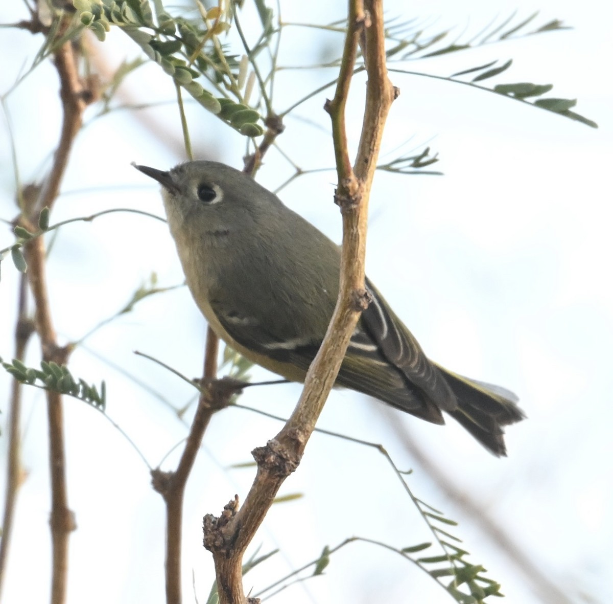 Ruby-crowned Kinglet - ML647136288