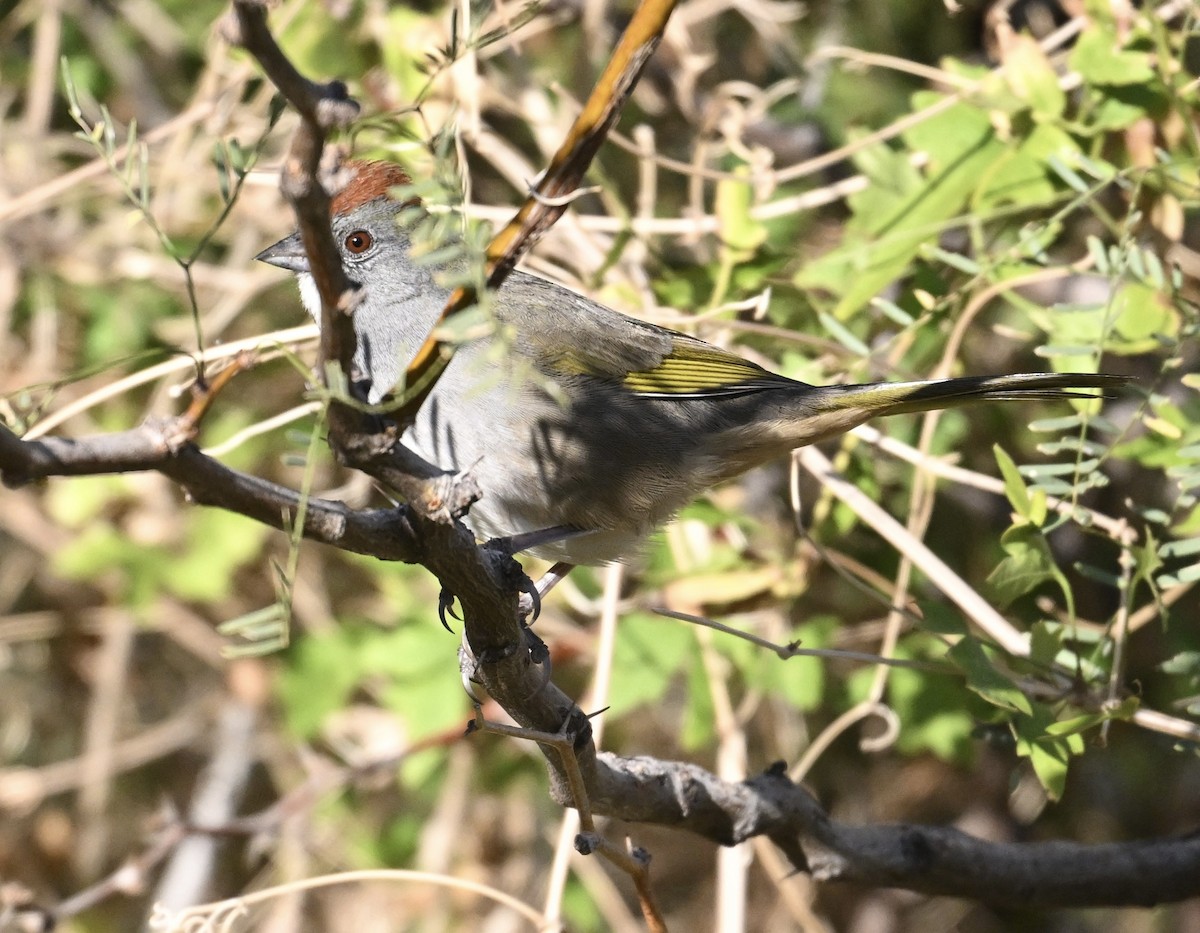 Зелёнохвостый тохи - ML647136312