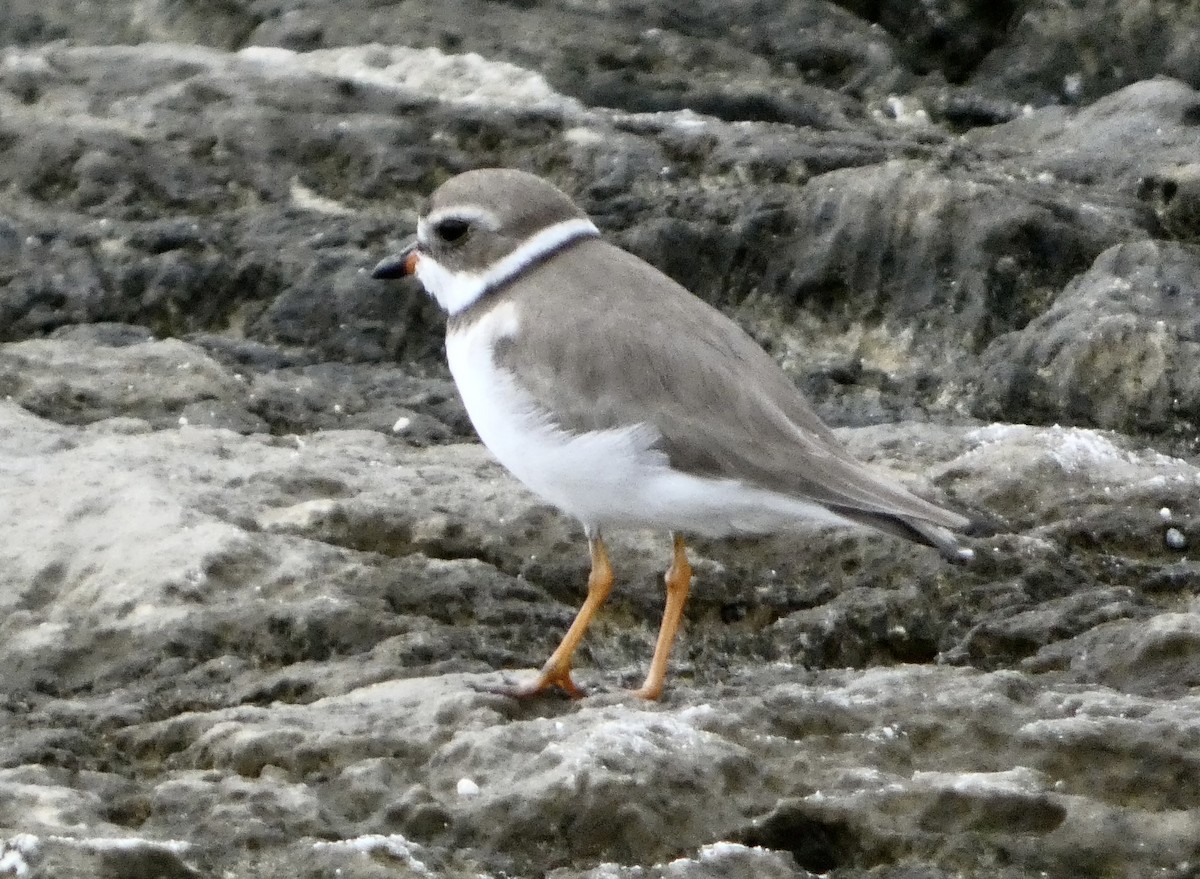 Semipalmated Plover - ML647136315