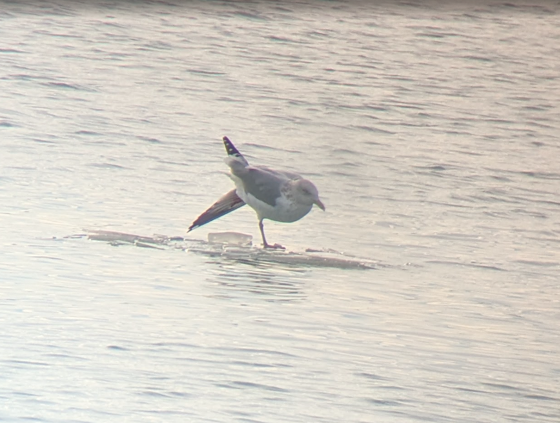 Goéland hudsonien - ML647136318