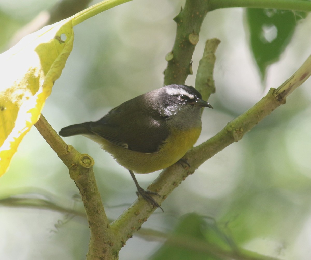 Bananaquit - ML647136319