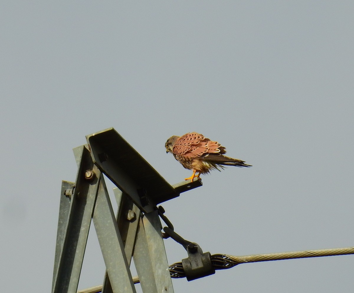 Eurasian Kestrel - ML647136321