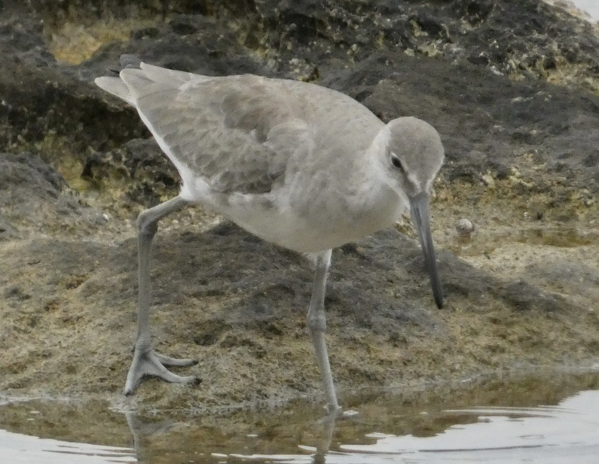 Willet - ML647136327