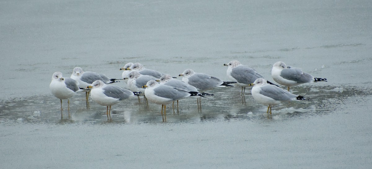 Ring-billed Gull - ML647136337